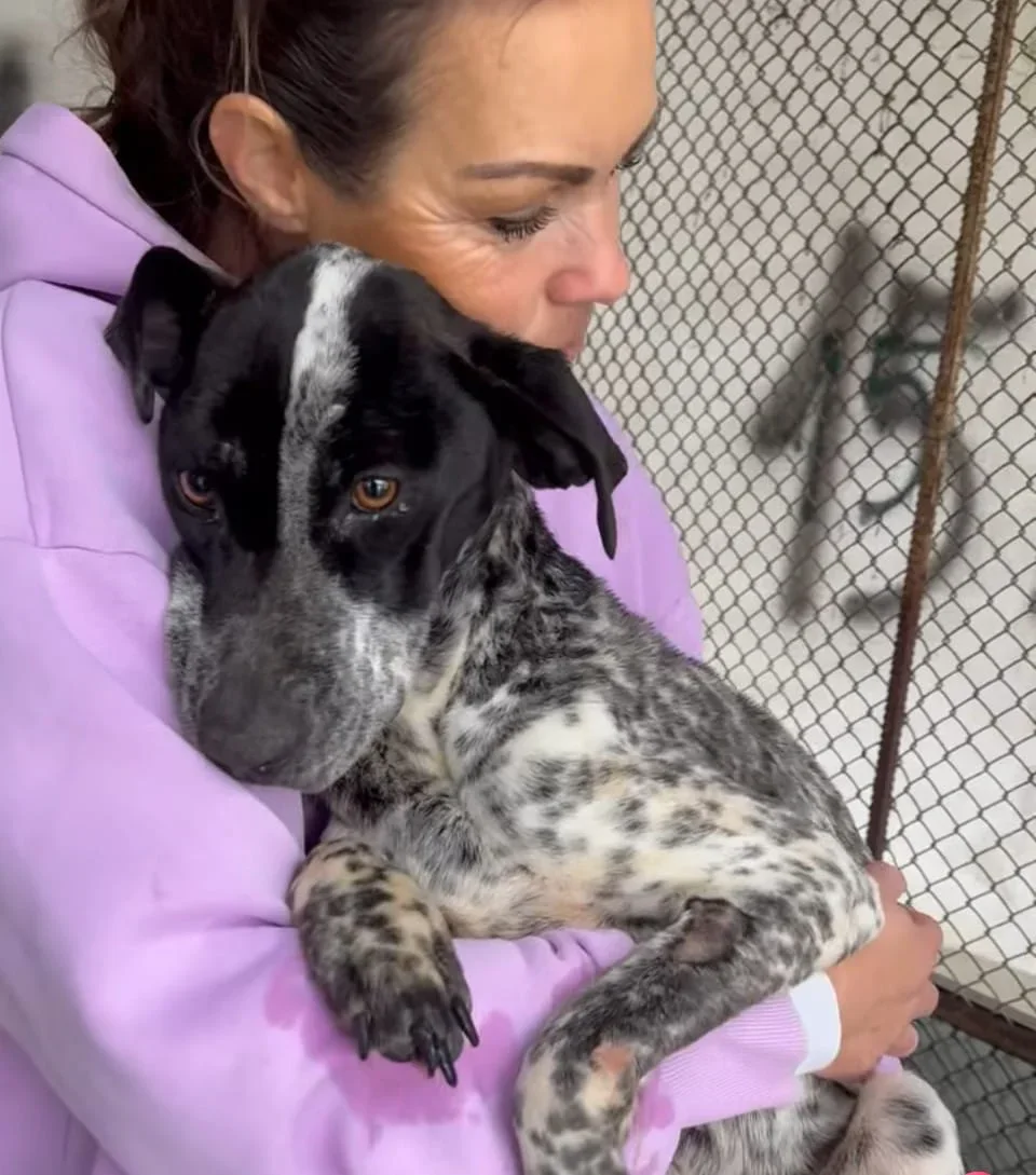 Abschied nehmen fällt schwer – Hunde im NaTiNo Shelter